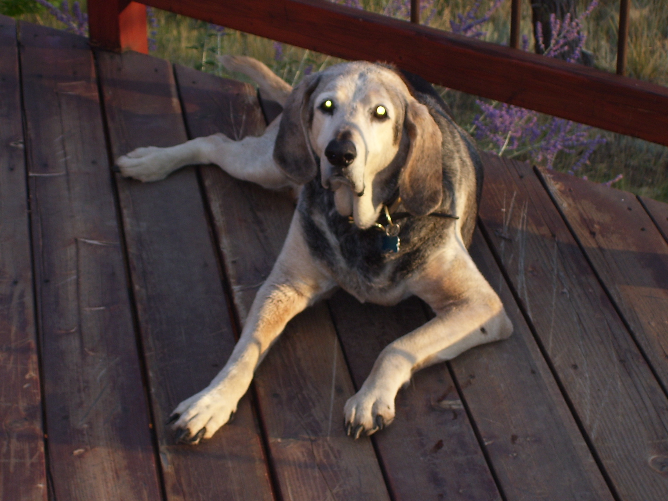 hardwood flooring denver